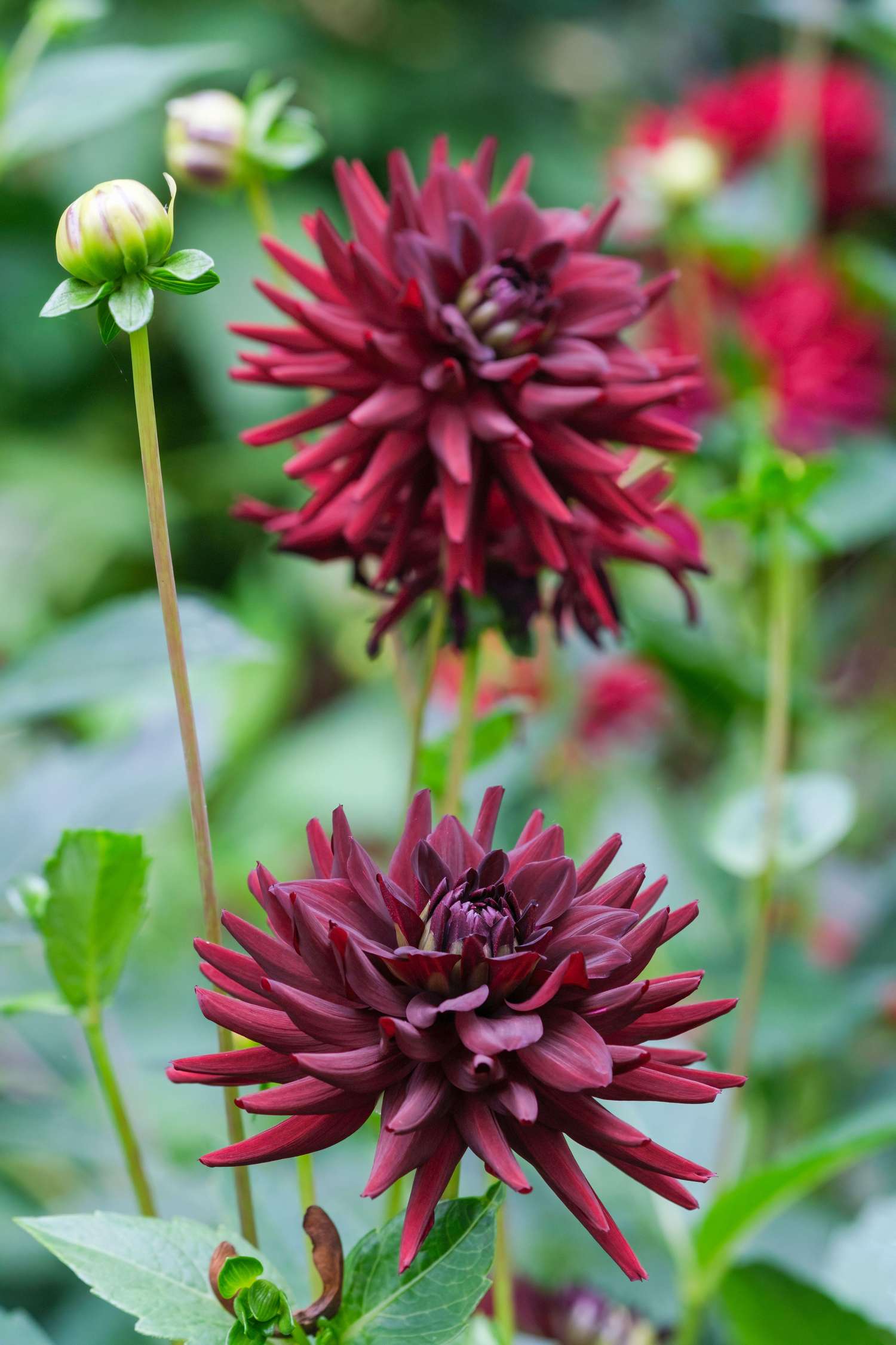 Dahlie 'Tamburo'